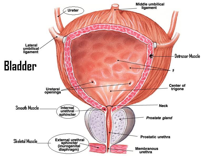 Prostate Surgeries How Many Do You Need 